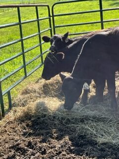 Three black cows in a pen grazing on straw, with a green pasture visible in the background. The cows are interacting with each other while foraging for food.