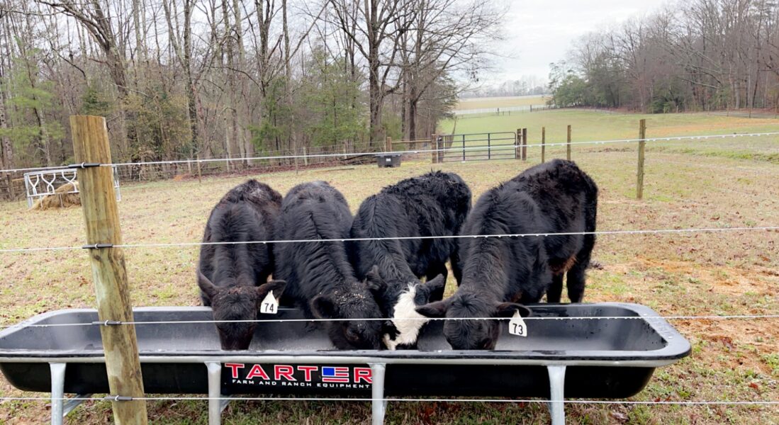 Four black cattle feeding from a trough labeled Tarter Farm and Ranch Equipment in a grassy pasture with trees in the background.