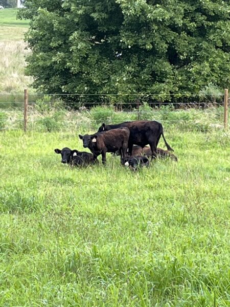 A herd of black cows grazing in a lush green pasture with a large tree in the background, showcasing a peaceful rural setting.