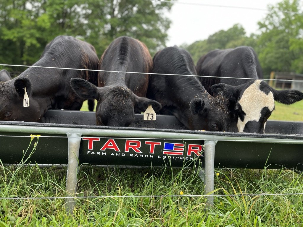 Four cows feeding from a Tarter farm and ranch equipment trough in a green pasture, showcasing livestock management and agricultural practices.