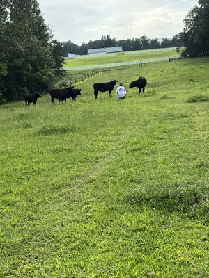 A farmer in white clothing kneels in a green pasture surrounded by black cattle, with a scenic backdrop of trees and a distant barn under a cloudy sky.